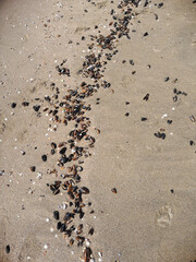 Starfish and seashells on sandy beach. Top view
