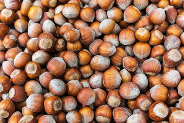 a lot of hazelnuts in shell closeup background