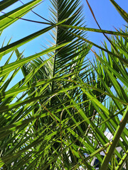 Fototapeta na wymiar Tropical Palm Tree through Leaf Passes Sun. Effect faded retro photo.