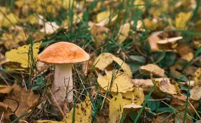 Edible Mushroom. One yellow Boletus or Cep (Boletus edulis). White mushroom on green grass background with fallen leaves. Close-up, shallow depth of field with copy space