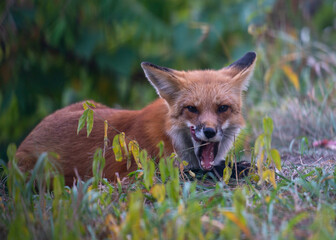 red fox vulpes