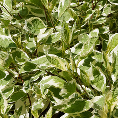 Cornouiller blanc à feuillage panaché (Cornus alba 'elegantissima'), buisson aux rameaux rouges ornés d'un magnifique feuillage vert bordé de blanc argenté