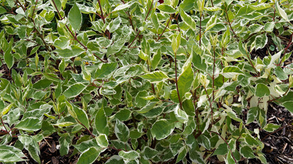 Cornouiller blanc à feuillage panaché (Cornus alba 'elegantissima'), buisson aux rameaux rouges ornés d'un magnifique feuillage vert bordé de blanc argenté