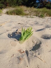 grass in the sand