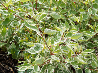 Cornouiller blanc à feuillage panaché (Cornus alba 'elegantissima'), buisson aux rameaux rouges ornés d'un magnifique feuillage vert bordé de blanc argenté