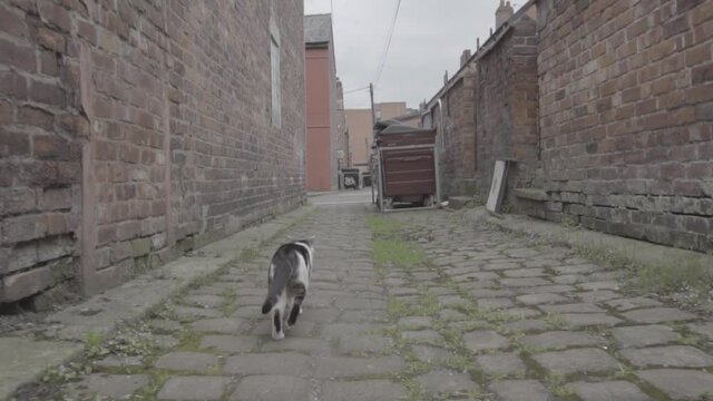 Slow motion footage of a cat running down an alleyway in Manchester. Shot in SLOG format.