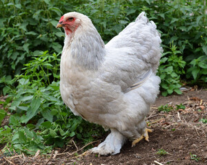 Beautiful Brahma chicken , in a hen house or chicken coop