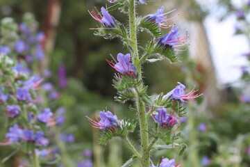 Blue flower with pink stamens blooms on a summer meadow