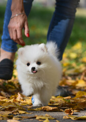 Fototapeta premium white pomeranian puppy
