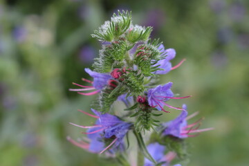 Blue flower with pink stamens blooms on a summer meadow