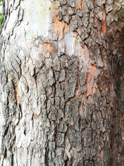 Macro view of the bark of a cracked and spotted lichen tree