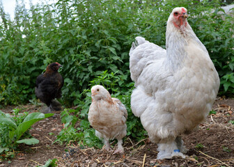Beautiful Brahma chicken with her chick , in a hen house or chicken coop