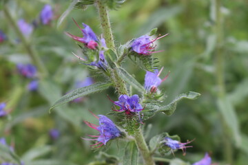 Blue flower with pink stamens blooms on a summer meadow