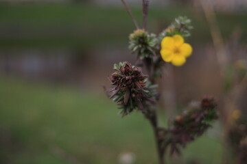 Obraz premium bee on thistle