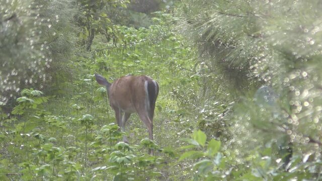 Doe walking away.