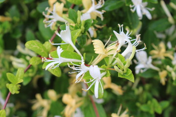 
White delicate flowers bloom on a bush in a summer garden