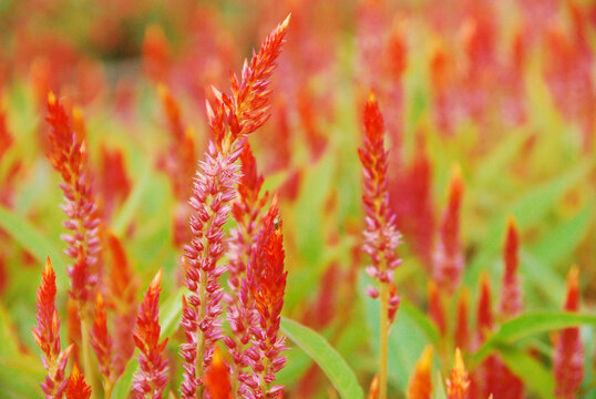 Red flower field in the daytime