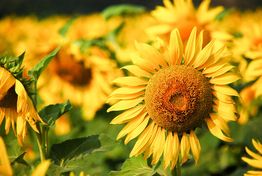 Daytime sunflower field in Thailand