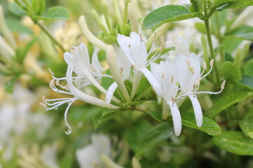 
White delicate flowers bloom on a bush in a summer garden