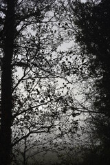 Foggy Irish Countryside