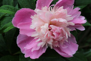
Bright pink peonies blooming in the summer garden