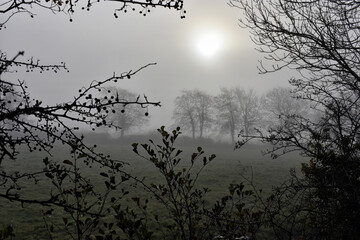 Foggy Irish Countryside