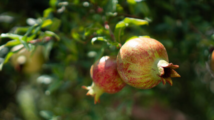 Selective focus of half ripe garnets in the garden. Green red pomegranate fruits hanging on the branch. Close up
