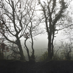 Fototapeta na wymiar Foggy Morning in Nature, Ireland