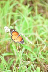 Obraz premium butterfly - Parantica sita, the chestnut tiger, is a butterfly found in Asia that belongs to the crows and tigers, that is, the danaid group of the brush-footed butterflies family.