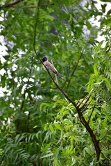 The red-vented bulbul (Pycnonotus cafer) is a member of the bulbul family of passerines. across the Indian subcontinent, including Sri Lanka extending east to Burma and parts