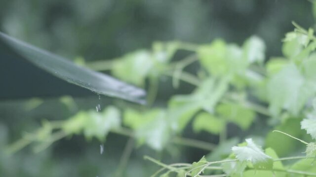 Water is dripping down umbrella on rainy day in slow motion