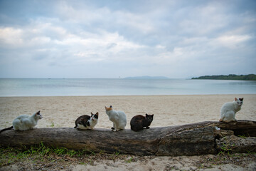 Fototapeta premium コンドイ浜の猫