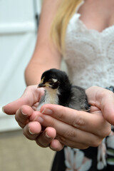 Beautiful and cute chick in hands