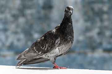 Obraz premium Pigeon standing on the wall