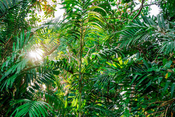 Tourist destination of Bali. Evergreen impenetrable dense jungle at dawn. Natural exotic eco background