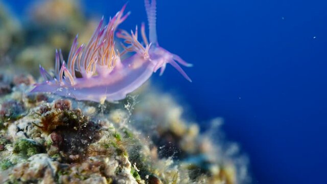 nudibranch flabellina nudi branch nudybranch  underwater slug ocean scenery