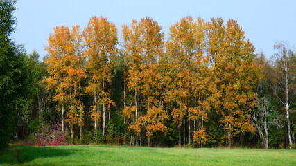 Autumn trees