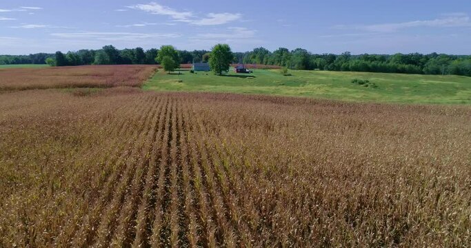 Fly back to the house as you fly over a field that is ready to be harvested.
