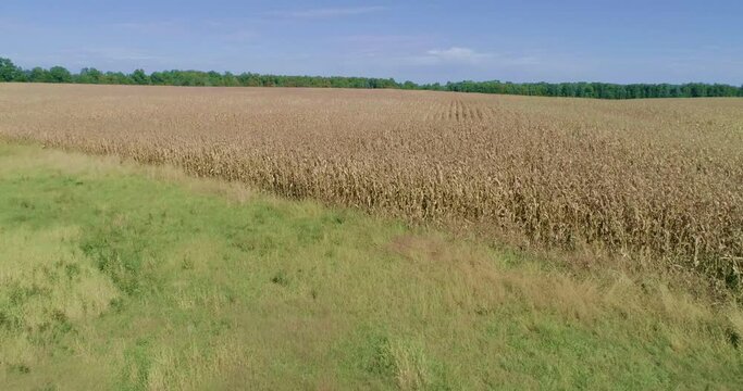 Take flight over a farmers field that is ready to be harvested.