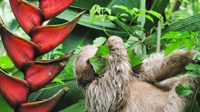 A Costa Rican tree sloth eating a leaf in the rain forest.