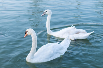Two White swans in love swimming on the lake.