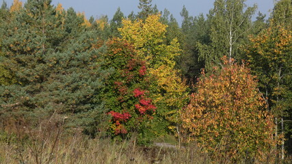 Autumn trees