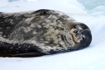 seal on ice floe in antarctica