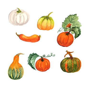 Hand Painted Thanksgiving Clipart. Watercolor pumpkin clipart set Pumpkin clipart, Autumn clipart, Sunflower and Pumpkins, Watercolor Autumn.