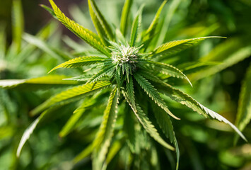 flowering buds of medicinal plants marijuana