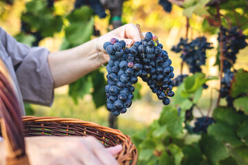 Woman picking grape in vineyard. Harvest season at organic farm