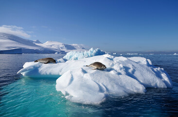 seal on ice floe in antarctica