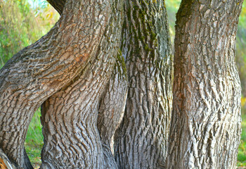 Obraz premium Bent trunks of an old tree. Closeup. 