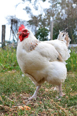 Beautiful white hen, in a hen house or chicken coop