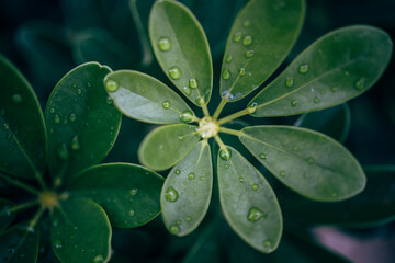 Plants after a rainy day